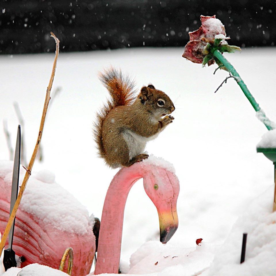 A squirrel perches on a yard flamingo in the dead of winter in Burke, Vermont
