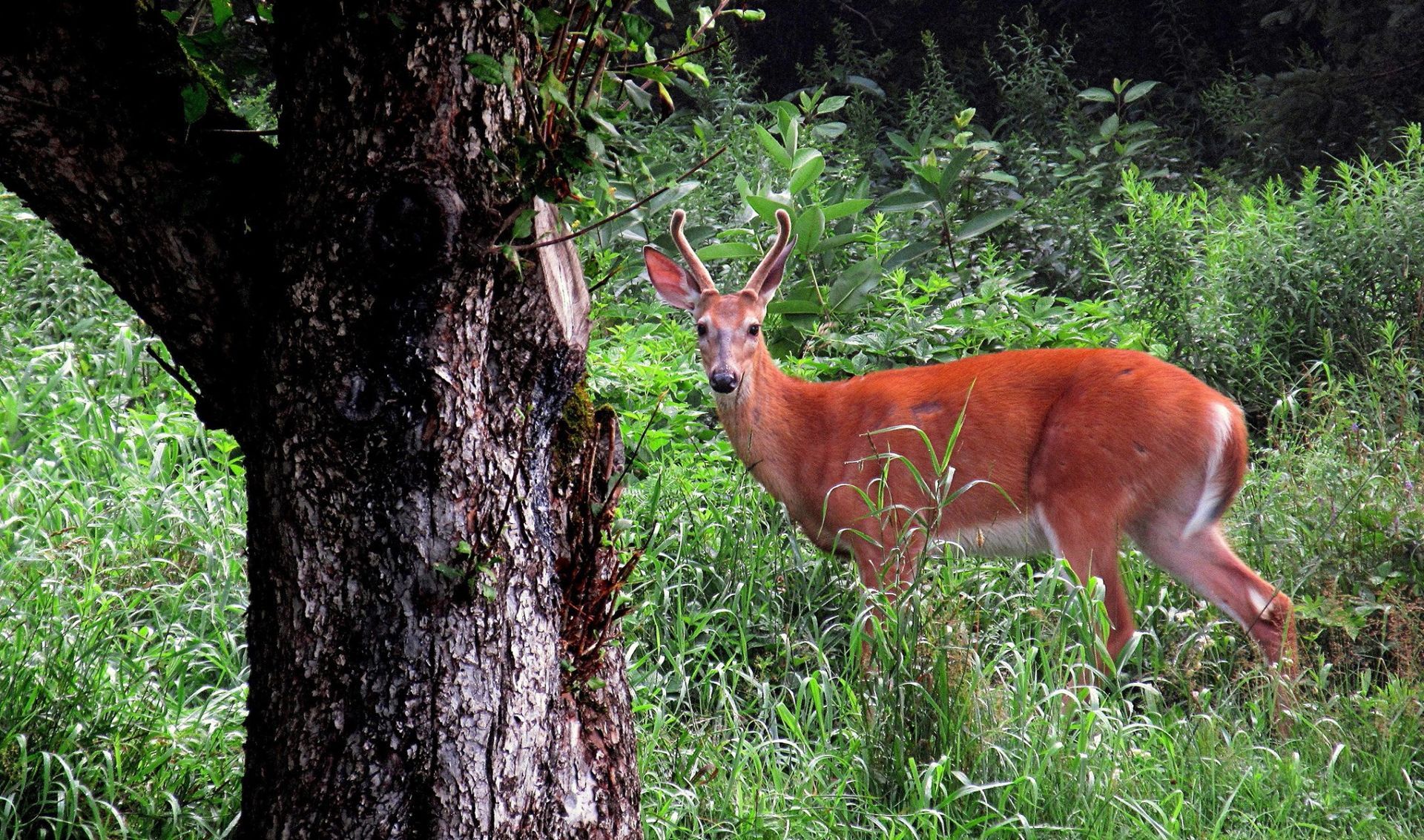 A buck in velvet in Spring in Burke, Vermont