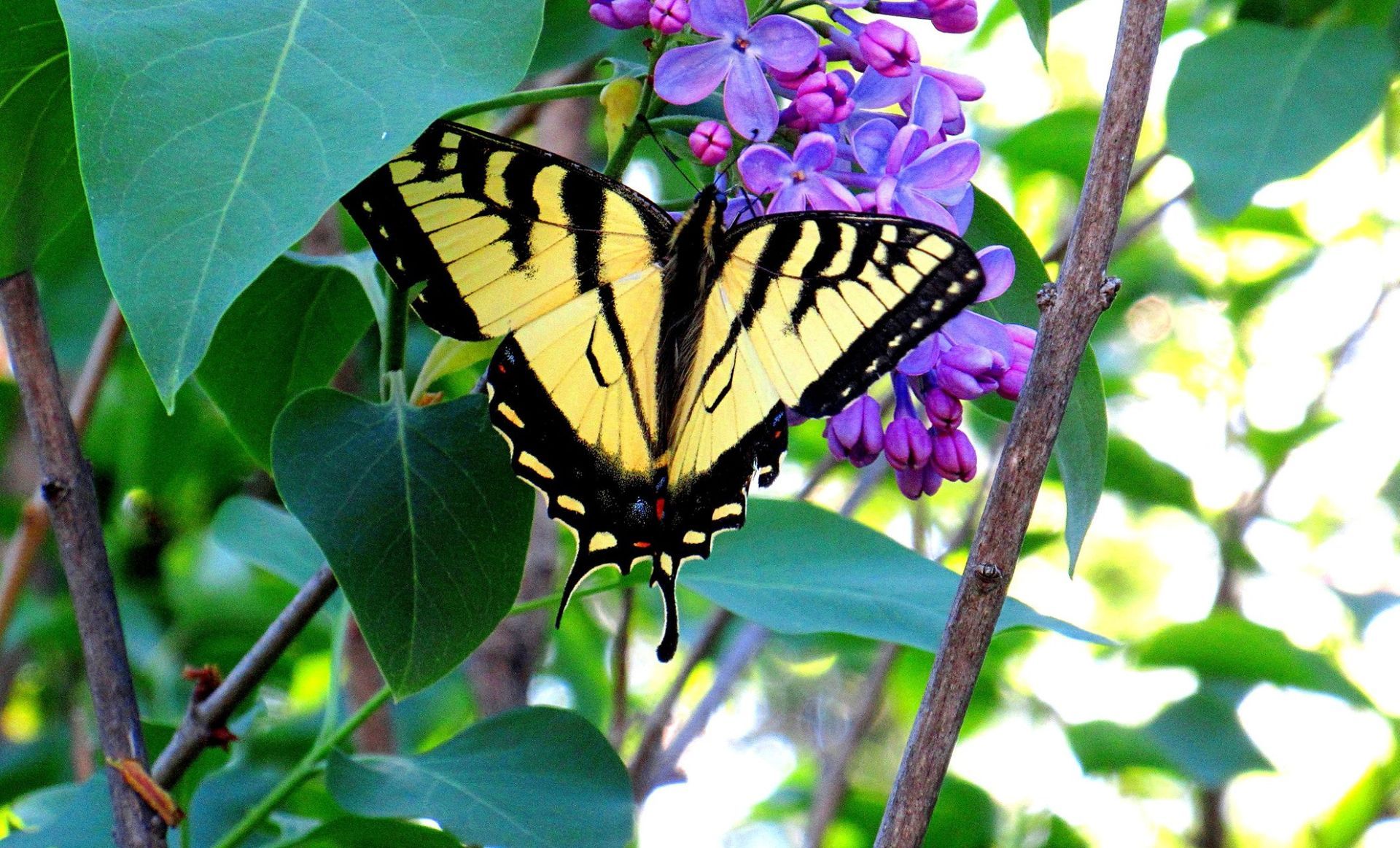An Eastern Tiger Swallowtail butterfly in Burke, Vermont