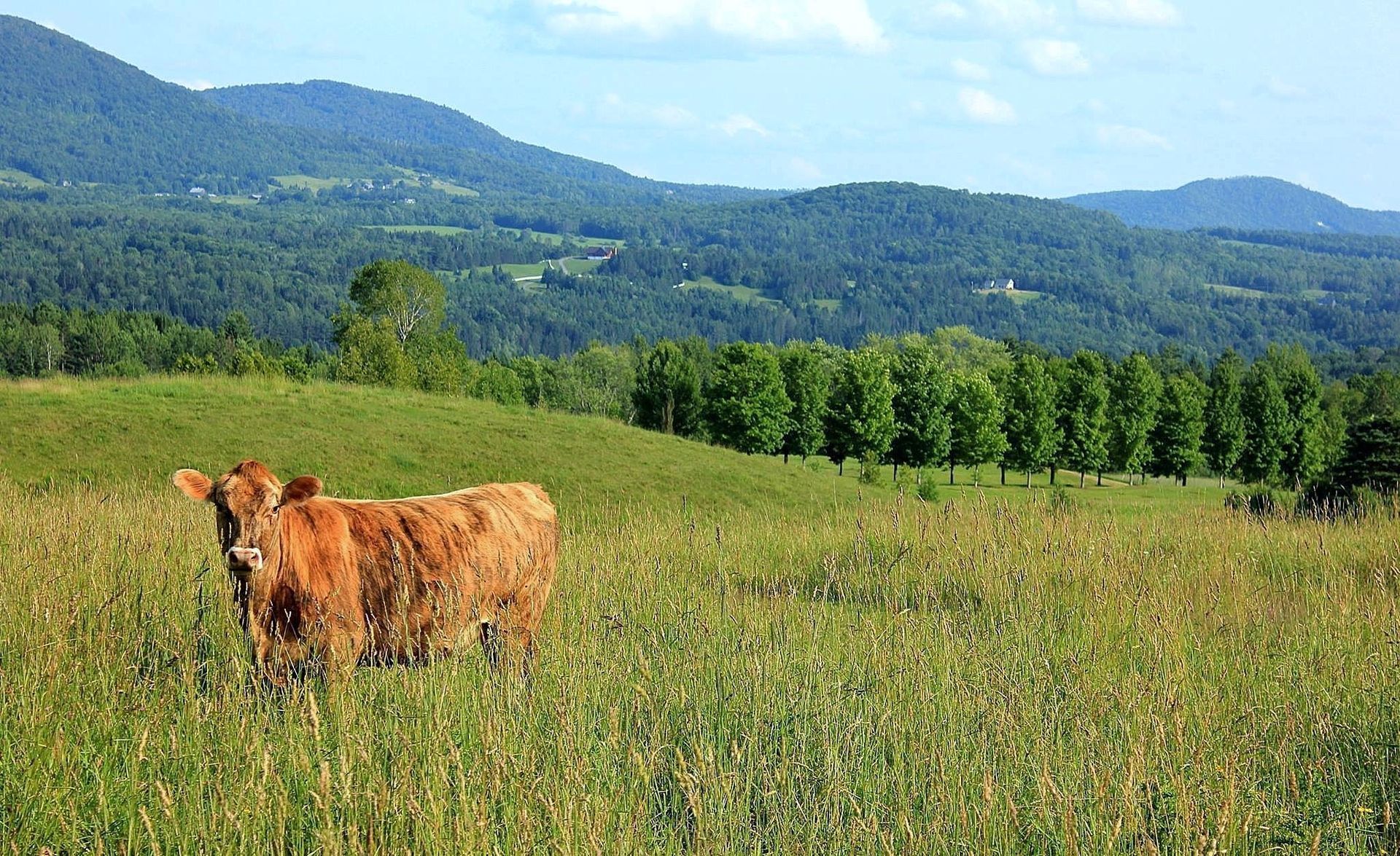 A cow grazes in front of the Burke Mountains