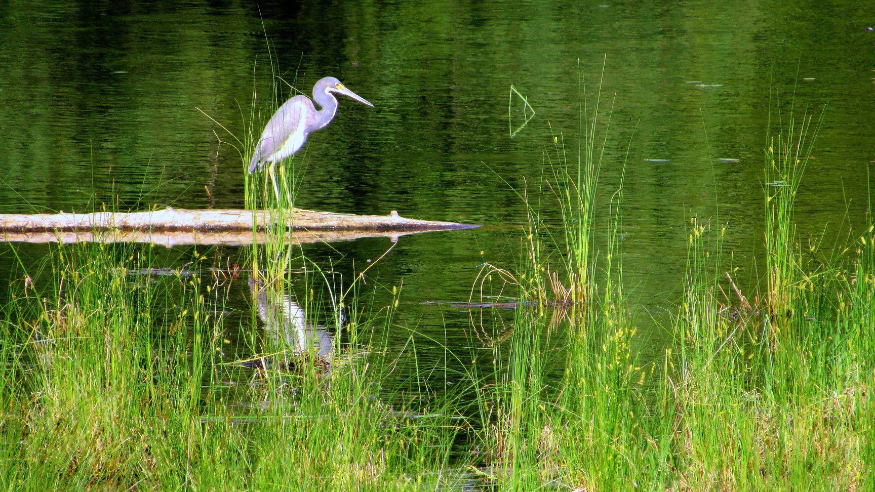 A crane on the lake in Burke, Vermont