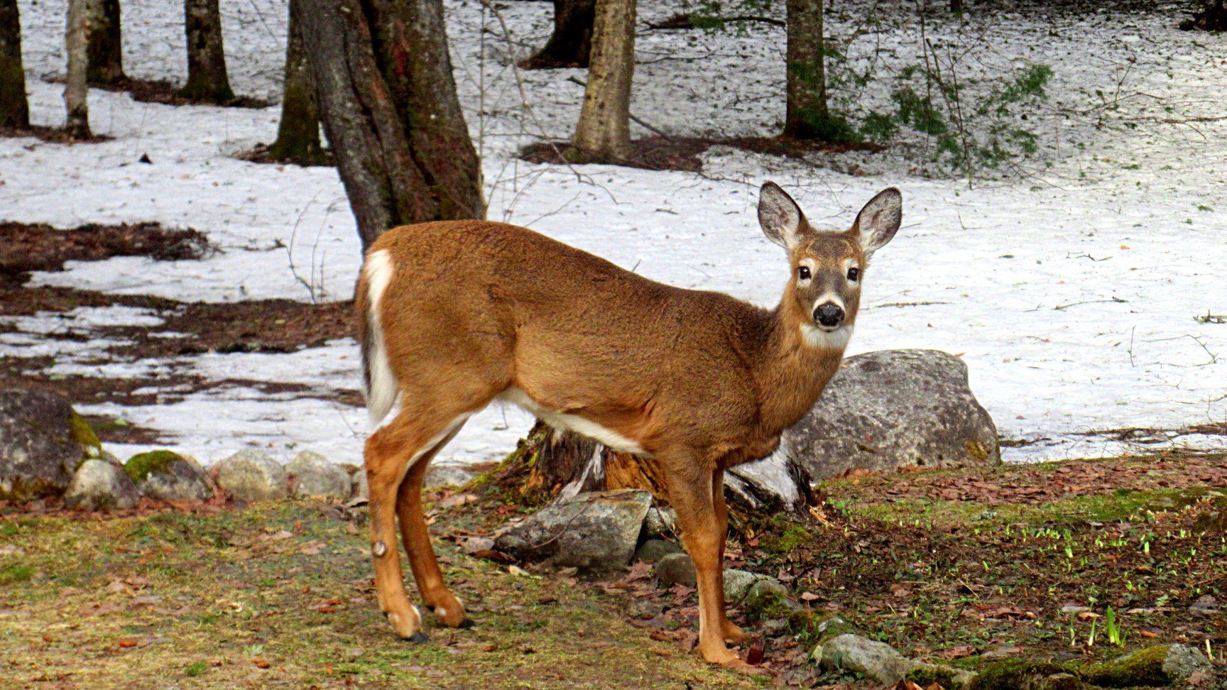 A deer in winter in Burke, Vermont