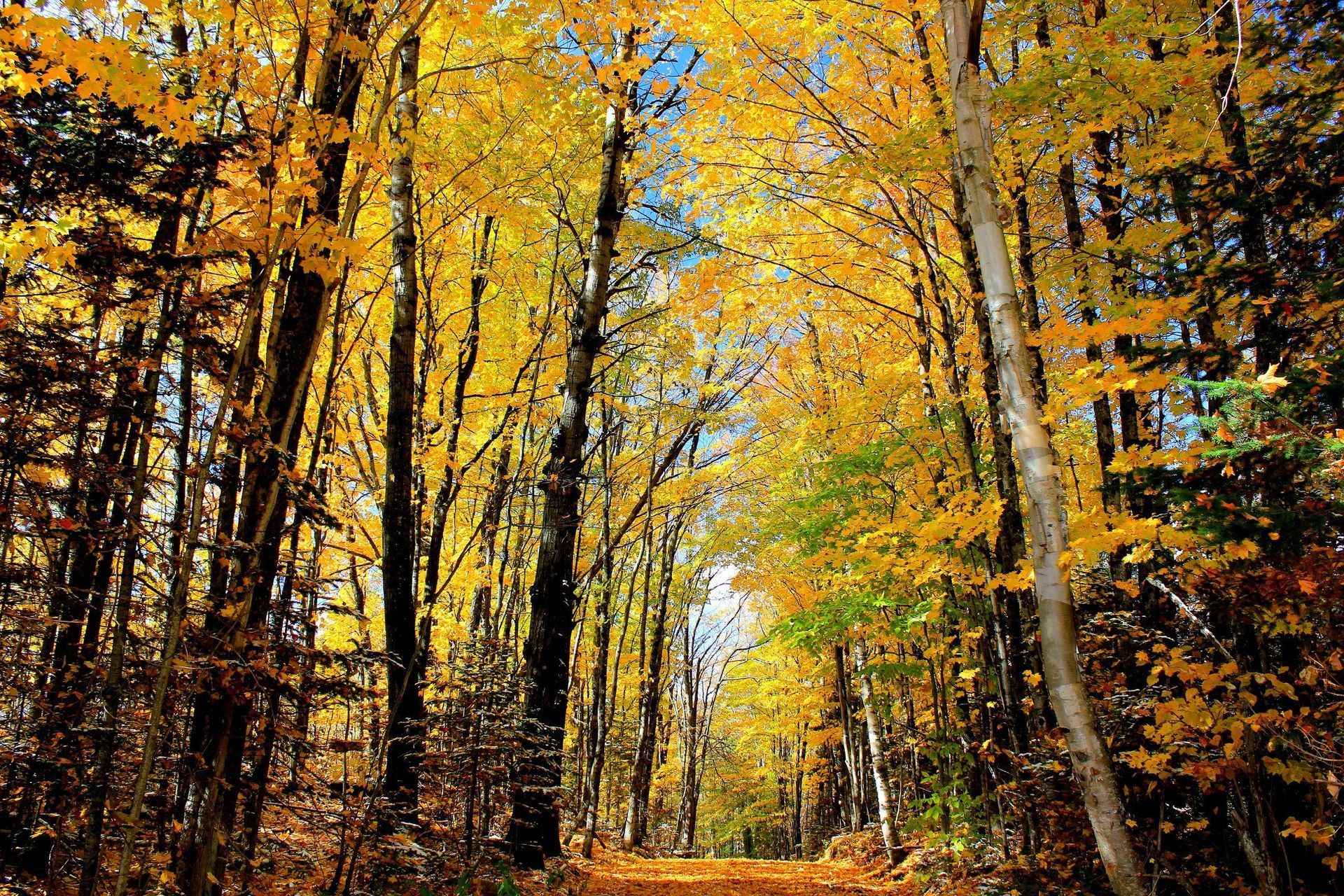 A tree-lined road surrounded by fall foliage