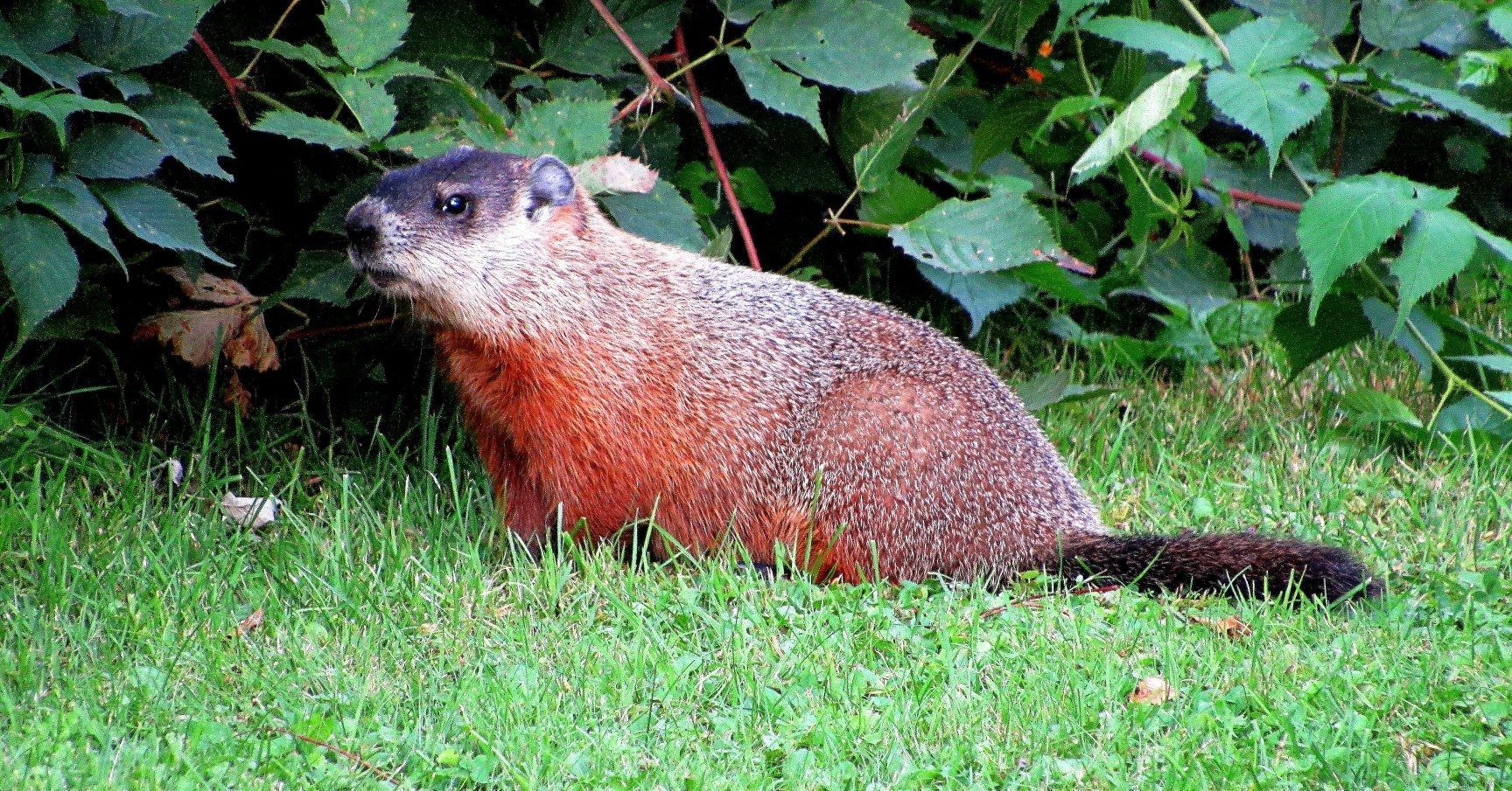 A groundhog in Burke, Vermont