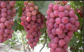 red globe grapes