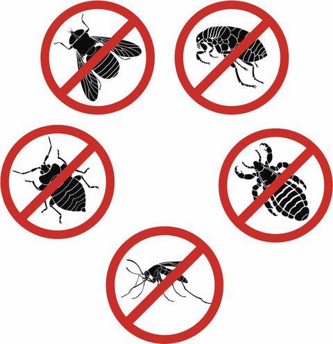 Insects — Pest Control in Winter Haven, FL