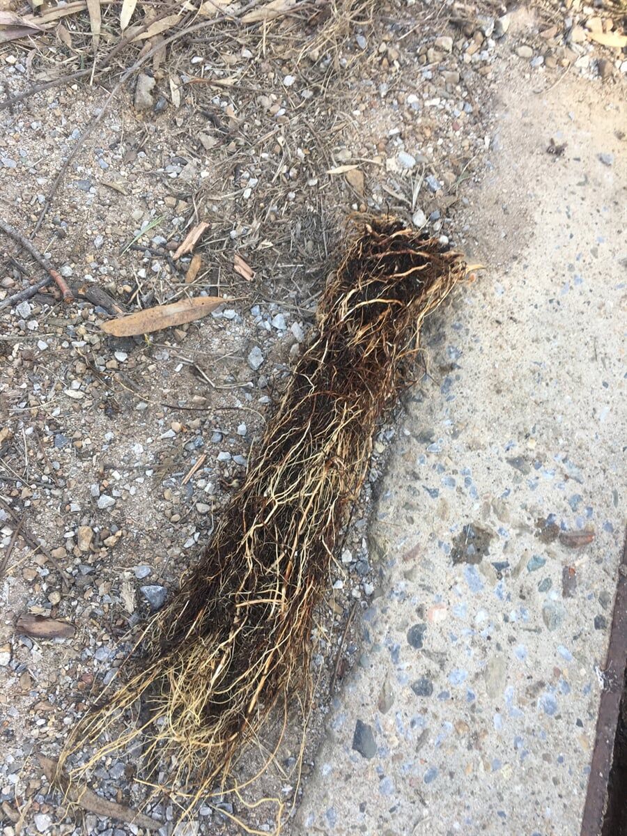 Removed drain blockage on the ground in Gladstone - Plumbing Gladstone