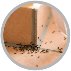 GRUPO ZARGO FUMIGACIONES