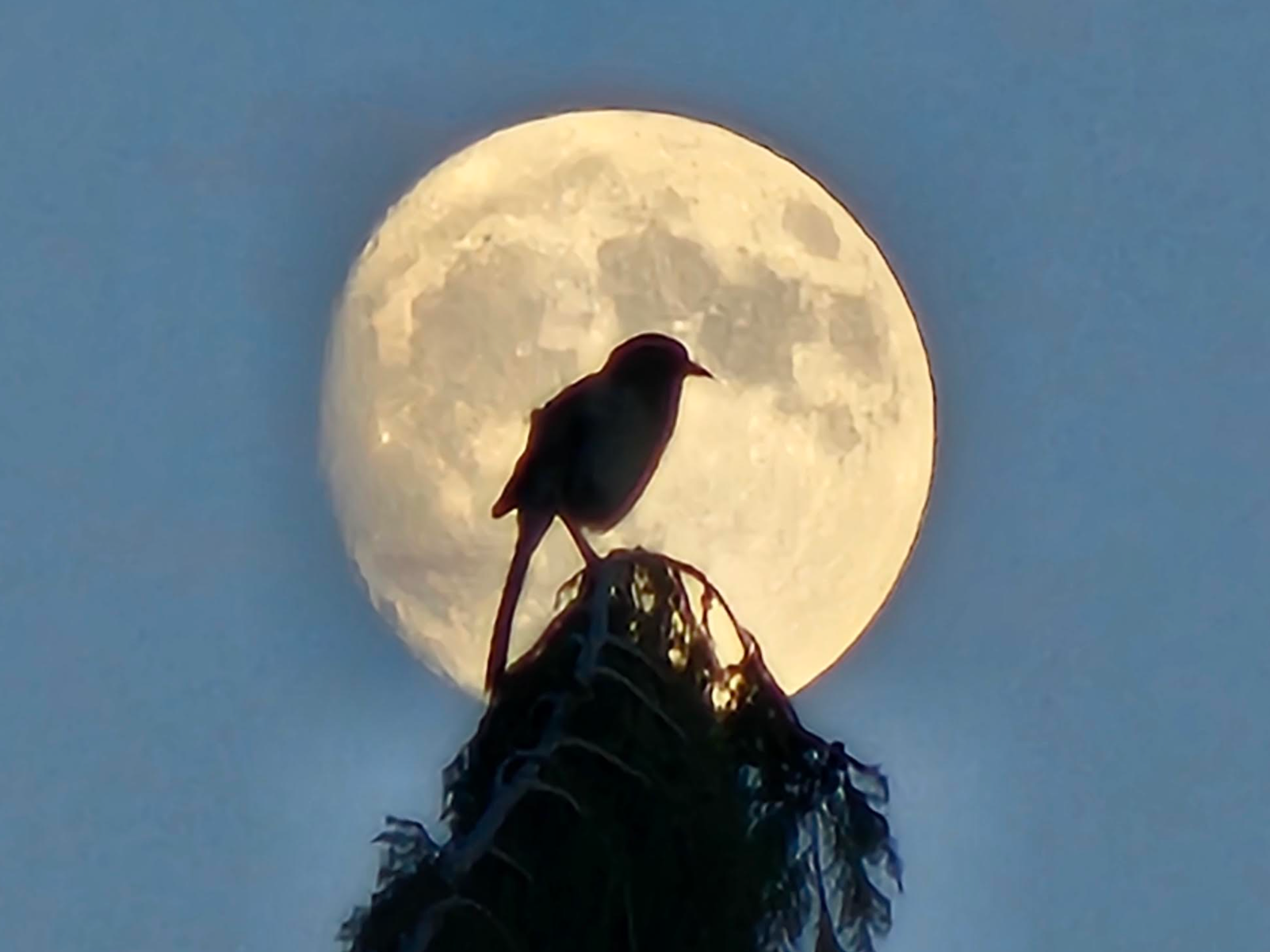 A bird perched on a tree branch in front of a full moon