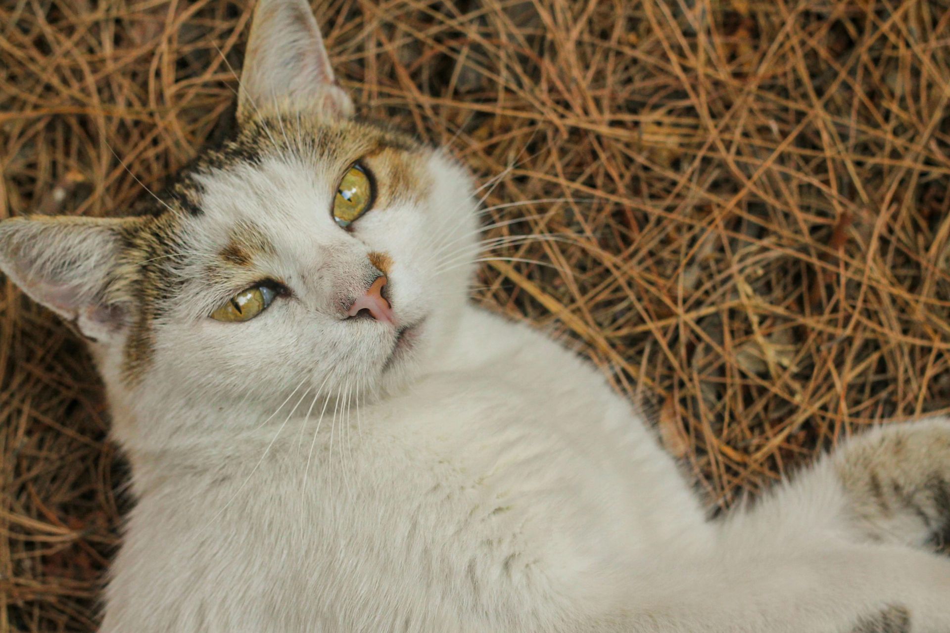 pine needle services weaverville