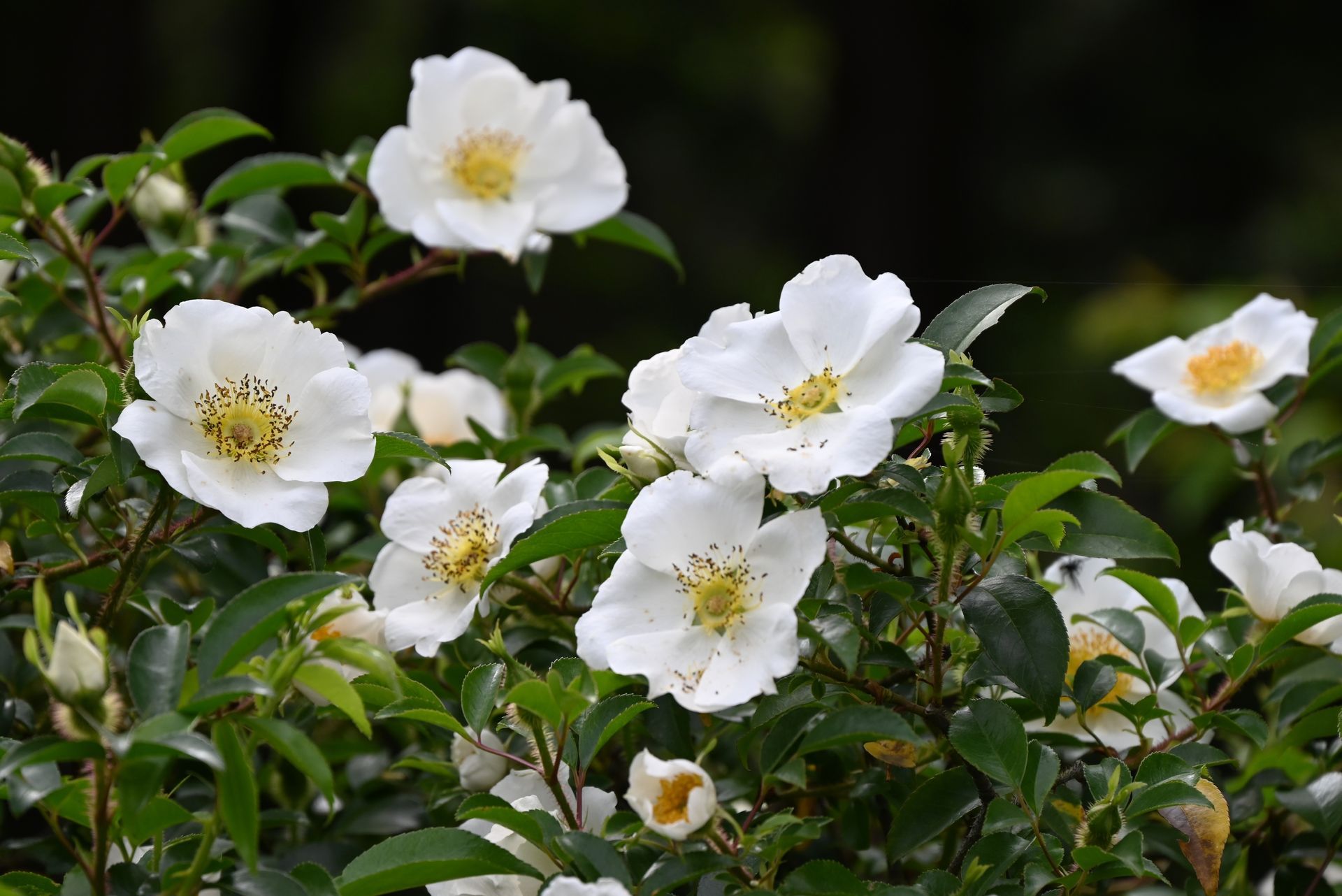 White roses with yellow centers bloom among green leaves.