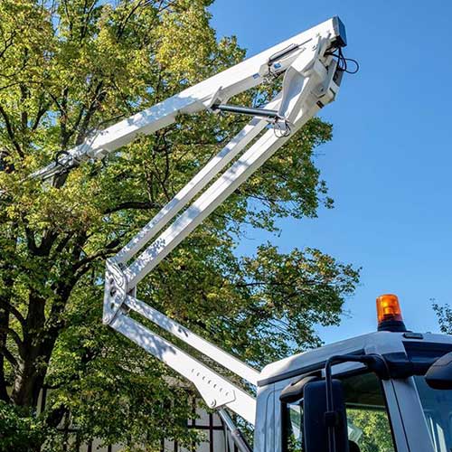 Big Tree Pruning — Davenport, FL - Brigg's Tree Service, LLC