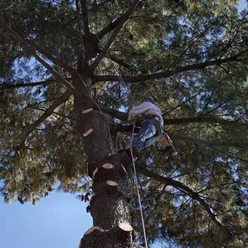 Man Climbing A Tree — Davenport, FL - Brigg's Tree Service, LLC