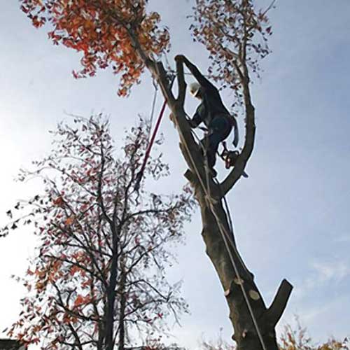 Man High Above The Tree — Davenport, FL - Brigg's Tree Service, LLC
