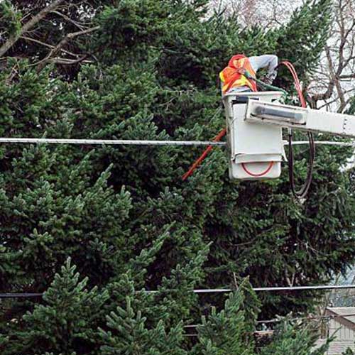 Man On A Lift — Davenport, FL - Brigg's Tree Service, LLC