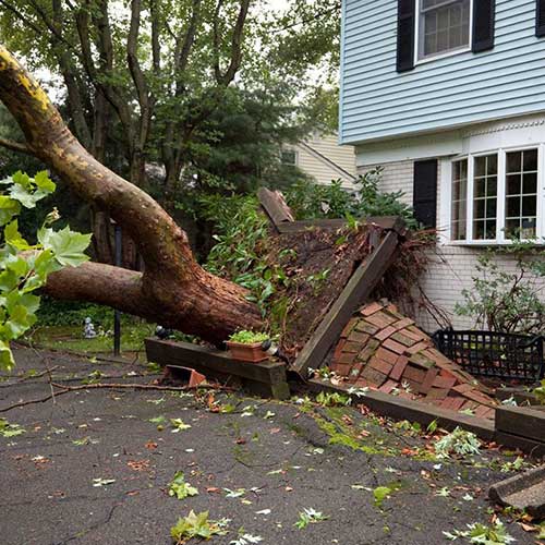 Huge Tree Debris — Davenport, FL - Brigg's Tree Service, LLC