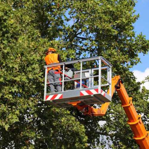 Man Trimming Trees — Davenport, FL - Brigg's Tree Service, LLC