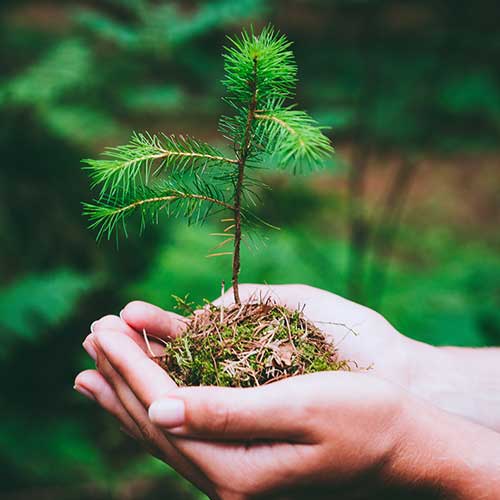 Holding A Little Tree — Davenport, FL - Brigg's Tree Service, LLC