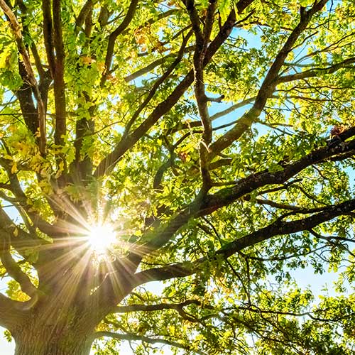 Tree Under The Sunlight — Davenport, FL - Brigg's Tree Service, LLC