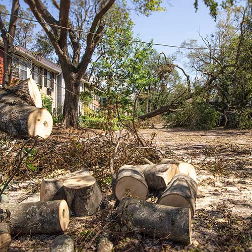 Tree Debris — Davenport, FL - Brigg's Tree Service, LLC