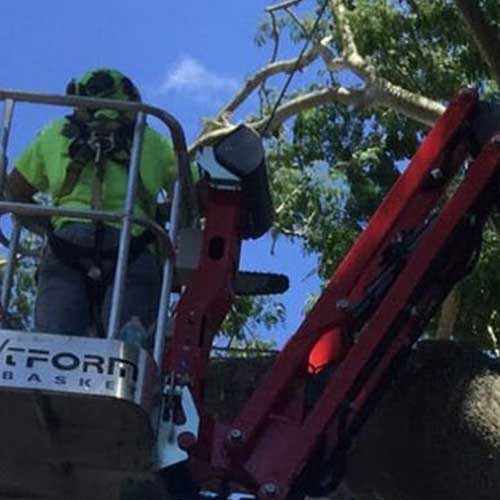 Man Cutting Tree Branches — Davenport, FL - Brigg's Tree Service, LLC