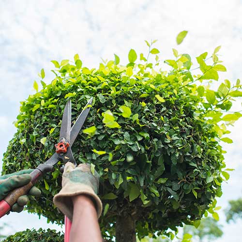Tree Pruning — Davenport, FL - Brigg's Tree Service, LLC