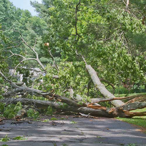 Debris Hauling — Davenport, FL - Brigg's Tree Service, LLC