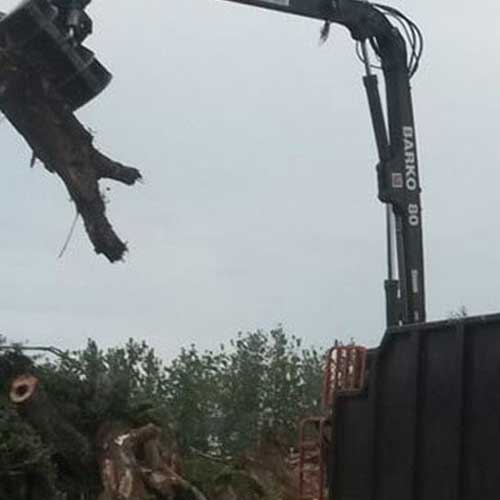 Crane Lifting A Tree — Davenport, FL - Brigg's Tree Service, LLC