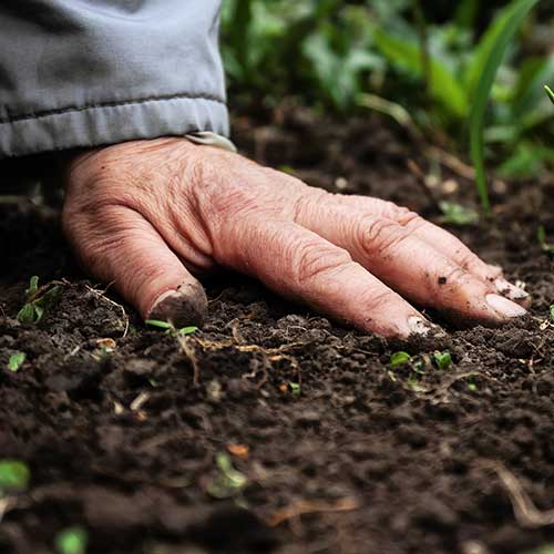 Land Clearing — Davenport, FL - Brigg's Tree Service, LLC