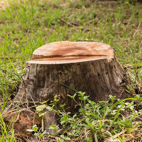 Tree Stump — Davenport, FL - Brigg's Tree Service, LLC