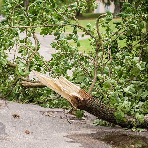 Tree Debris On The Road — Davenport, FL - Brigg's Tree Service, LLC