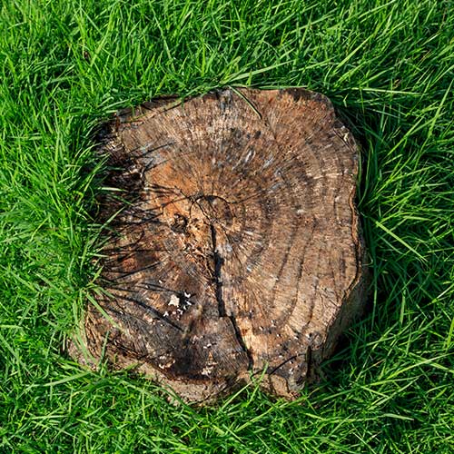 Stump Grinding — Davenport, FL - Brigg's Tree Service, LLC