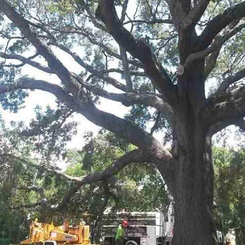Man Removing The Tree — Davenport, FL - Brigg's Tree Service, LLC