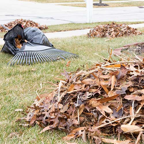 Fallen Tree Leaves — Davenport, FL - Brigg's Tree Service, LLC