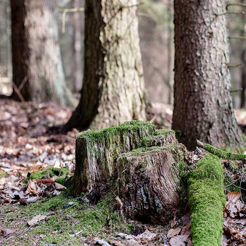 Mossy Tree Stump — Davenport, FL - Brigg's Tree Service, LLC