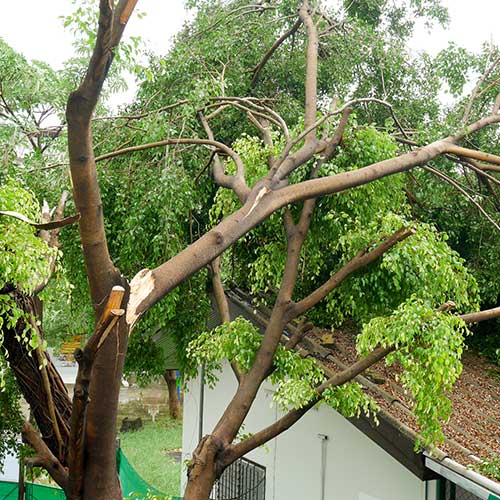 Tree Damaging The Residential House — Davenport, FL - Brigg's Tree Service, LLC