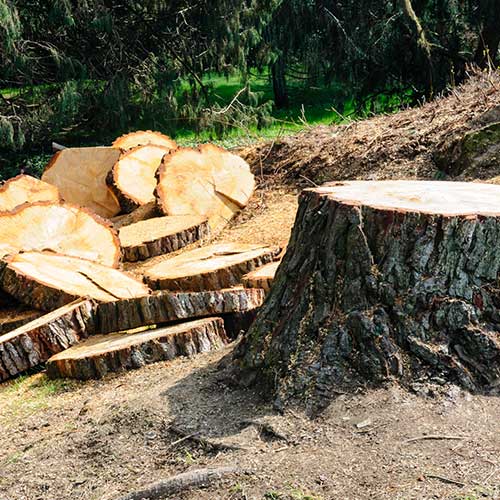 Tree Cut Into Pieces — Davenport, FL - Brigg's Tree Service, LLC