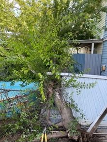 A tree has fallen against a backyard above-ground swimming pool, with pruning shears lying on the ground in the foreground.
