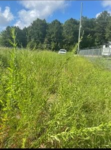 A field of tall green grass and weeds with a white car parked in the distance near a fence and trees under a blue sky.