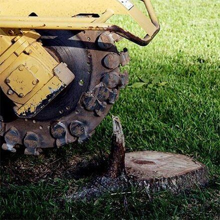 Stump Extractor Tree Removal — Tree Service in Kenosha, WI