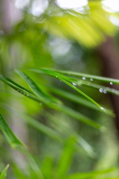 A close up of a green plant with water drops on it.