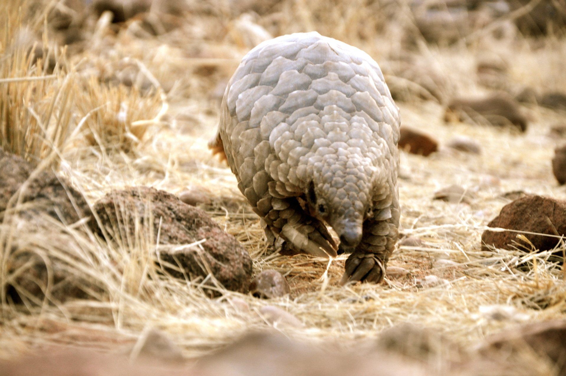 Pangolin endangered species