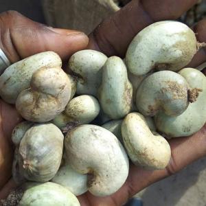 Tanzania Raw Cashew Nut Procurement