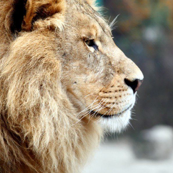 Property Management Services by King Properties, Inc. Home Page