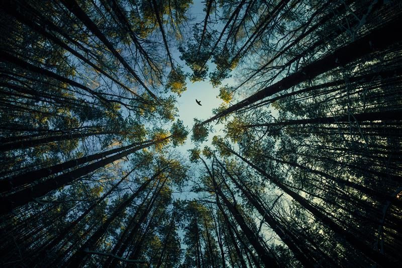 Low angle view of trees in forest