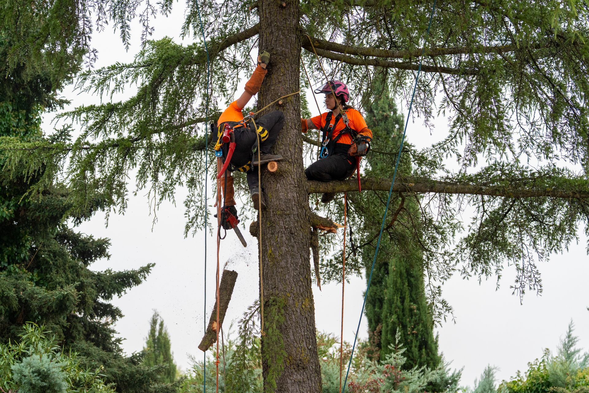 Two arborists harnessed high in a tall evergreen tree perform tree service. Two arborists harnessed high in a tall evergreen tree perform tree service.