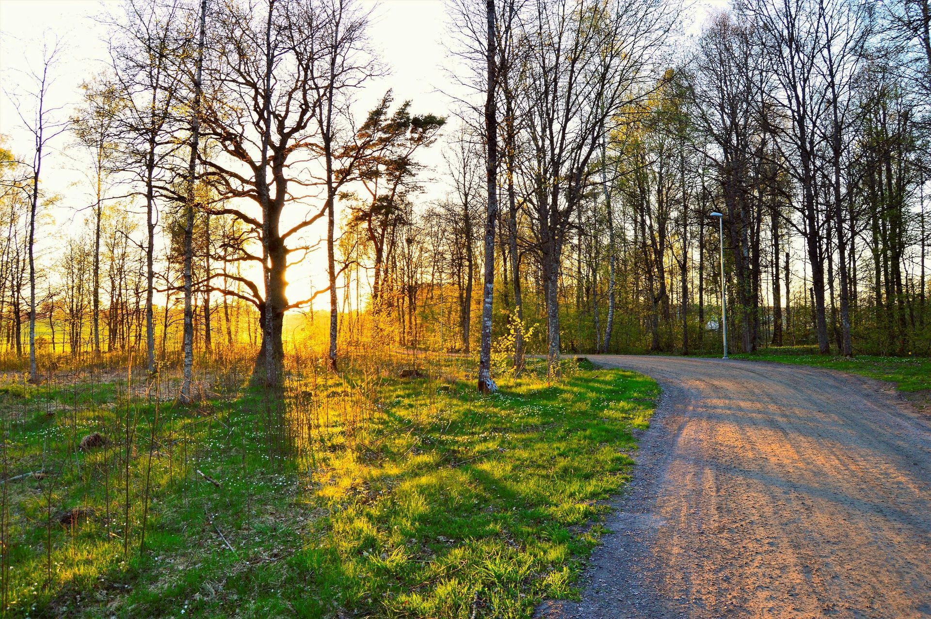 A dirt road in the middle of a forest at sunset.
