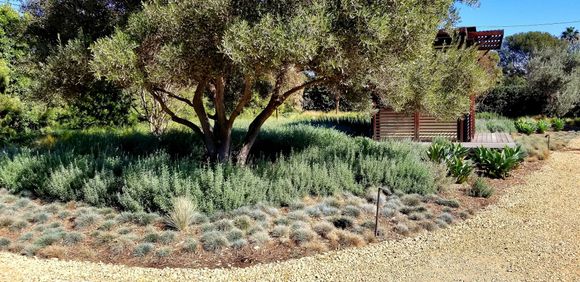 There is a tree in the middle of a garden surrounded by plants.