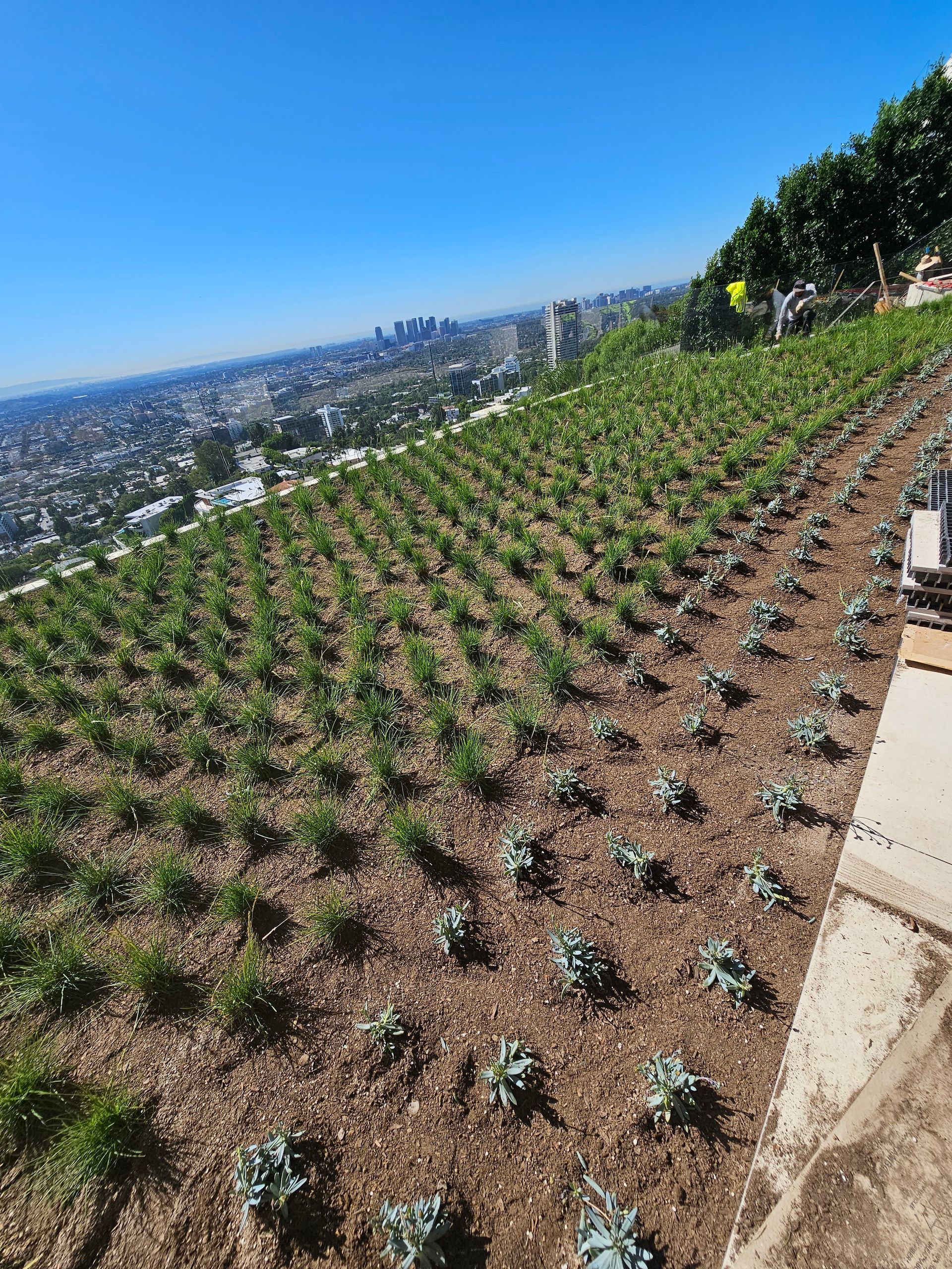 A lush green field with a city in the background