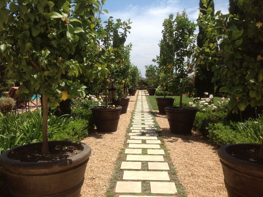 A stone walkway lined with potted plants and trees